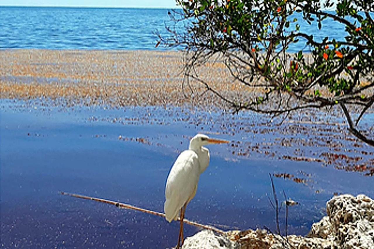 Sea Mist - Oceanfront-Lake-Kayak-Paddleboard-Bike Apartment Key Largo Exterior photo